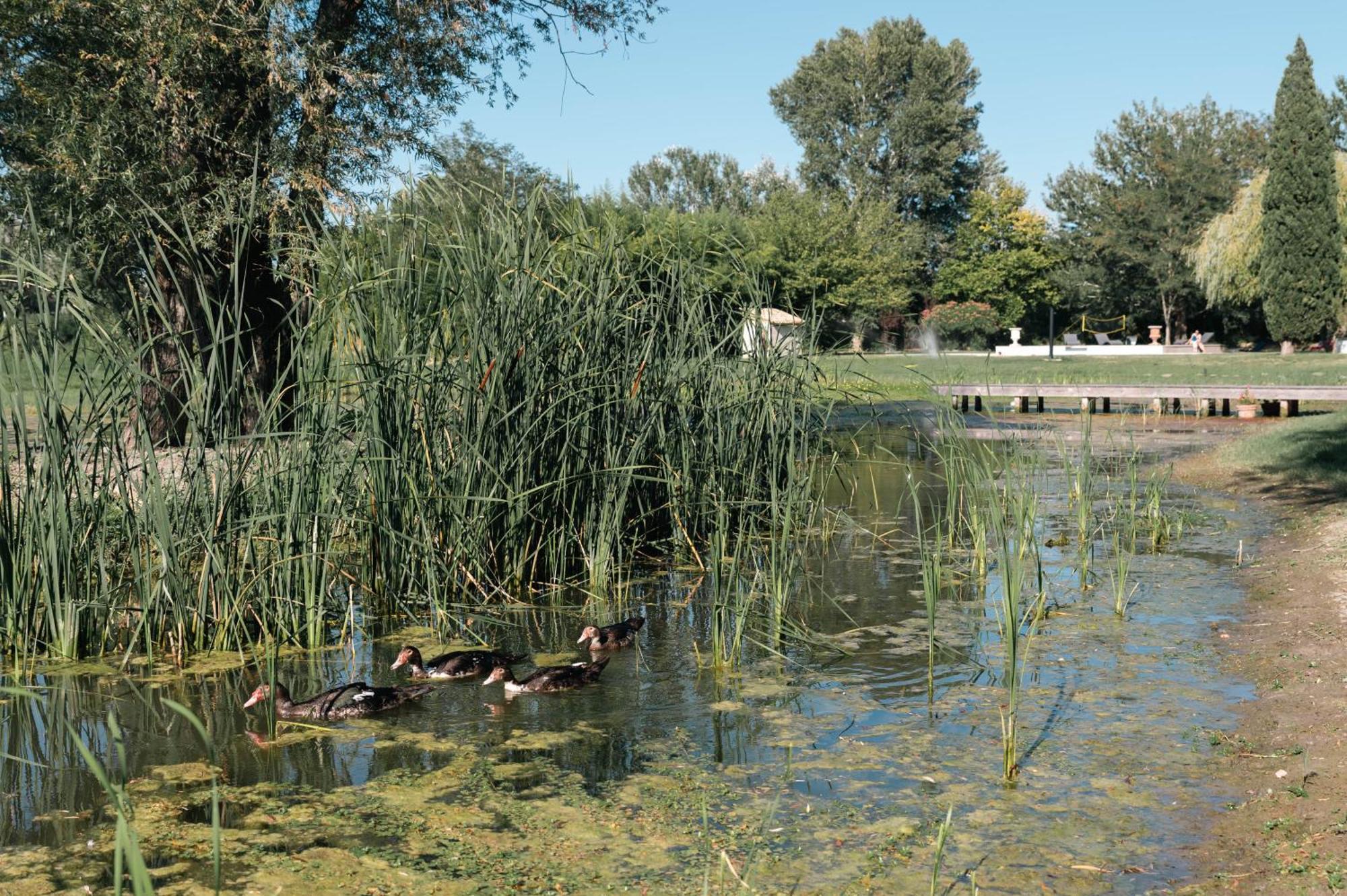 Mas Du Versadou, Dans Un Espace Naturel Protege, Piscine Couverte Chauffee Toute L'Annee, Spa Et Salle De Jeux Saint-Gilles  Exterior photo